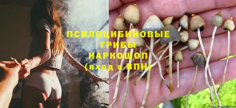 Псилоцибиновые грибы Psilocybe  Торжок 